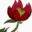 Store Favicon