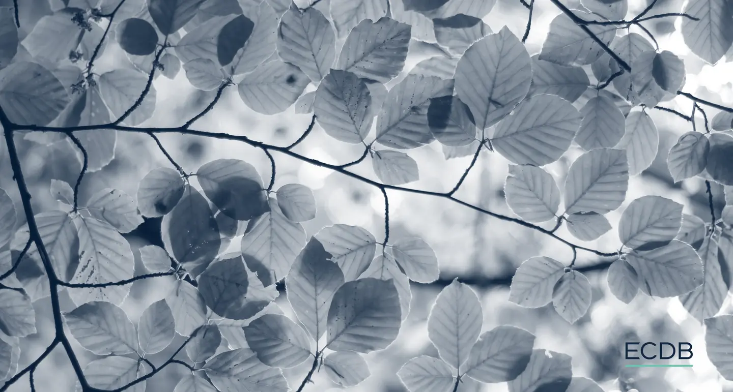 Leaves (blue) Unsplash