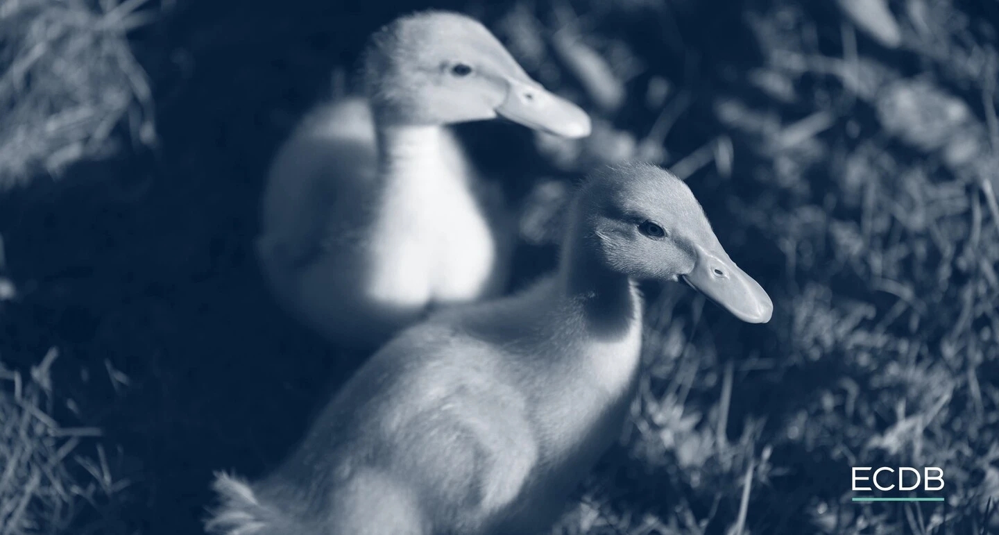 Baby Ducks